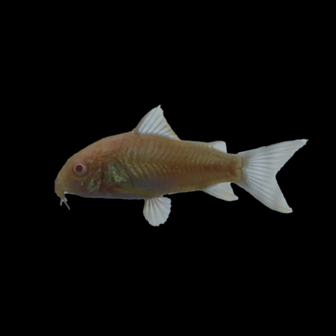 Albino Corydoras catfish 3pk (corydoras aeneus)