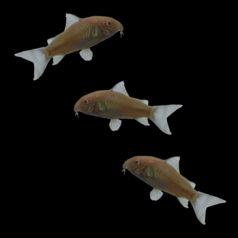Albino Corydoras Catfish Set (3ct)