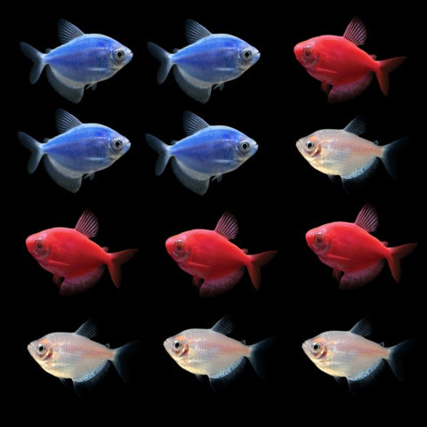 GloFish® All-American Skirt Tetra Set (12ct)