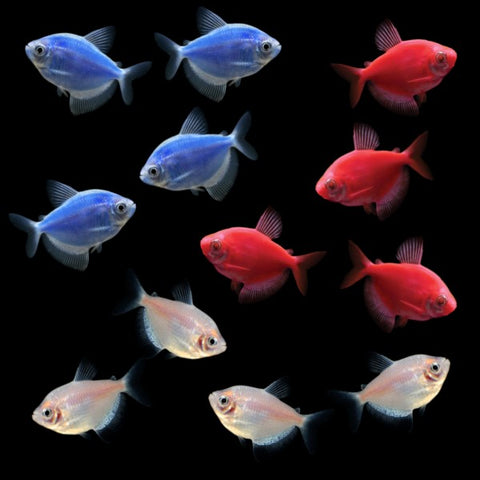 GloFish® All-American Skirt Tetra Set (12ct)