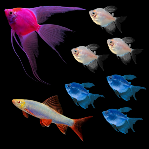 Starfire Red® GloFish® Angelfish, three Starlight White® long-fin tetras, three Electric Blue® GloFish® long-fin skirt tetras, and one Electric Blue® GloFish® shark