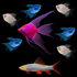 One Starfire Red® GloFish® Anglefish encircled by three Electric Blue® GloFish® Long-Fin Skirt Tetras, three Starlight White0« Long-Fin Skirt Tetras, and a Electric Blue® GloFish® Shark