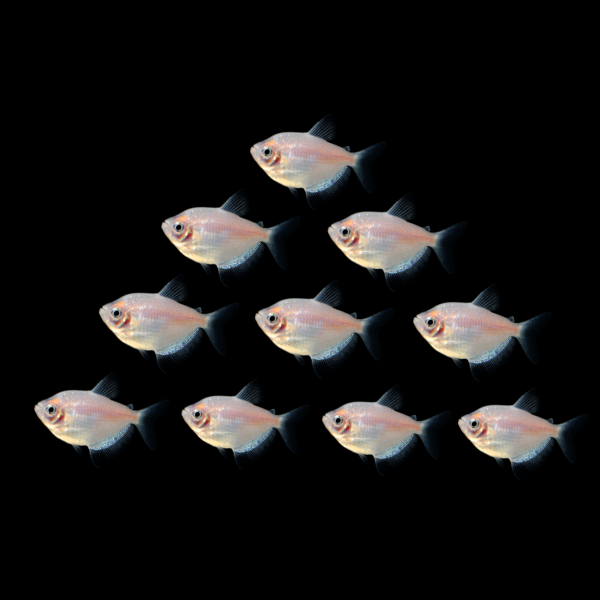 GloFish® April Fool's Set (10ct)