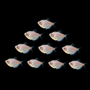 GloFish® April Fool's Set (10ct)