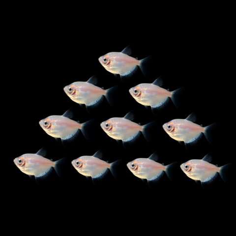 GloFish® April Fool's Set (10ct)