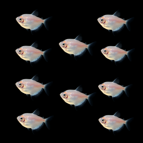 GloFish® April Fool's Set (10ct)