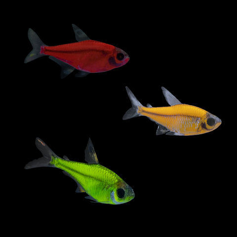 GloFish® Pristella Tetra Red, Orange, Green