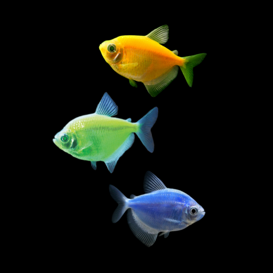 Buy GloFish online overnight shipping