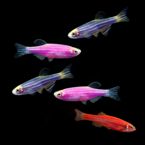 GloFish® Mixed Zebra Danio Set (5ct)