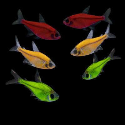 GloFish® Pristella Tetra Mixed Set (6ct)