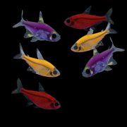 GloFish® Pristella Tetra Mixed Set (6ct)