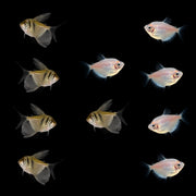 Black Tie Affair Set  Black Skirt Tetras Left, White Skirt Tetras Right