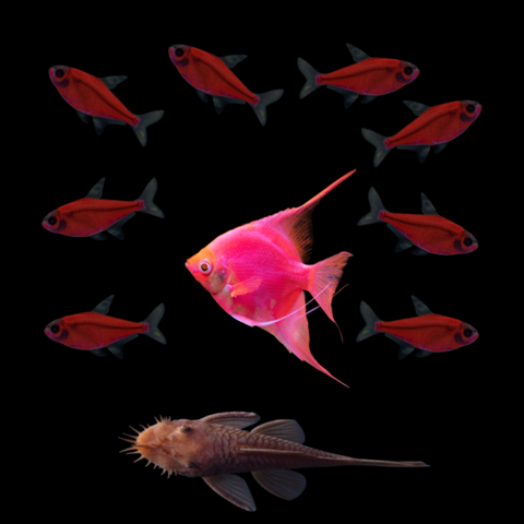 GloFish® 40G Blood Red Collection (10ct)