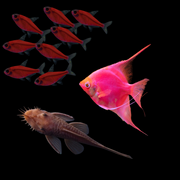 GloFish® 40G Blood Red Collection (10ct)