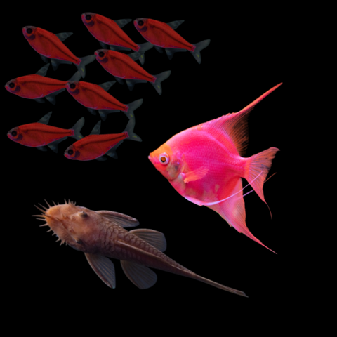 GloFish® 40G Blood Red Collection (10ct)