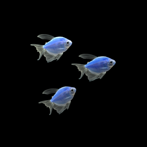 GloFish® Long-Fin Skirt Tetra Blue