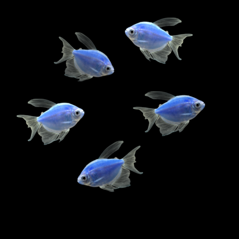 GloFish® Long-Fin White Skirt Tetra "Pick Your Color" Collection 5ct.