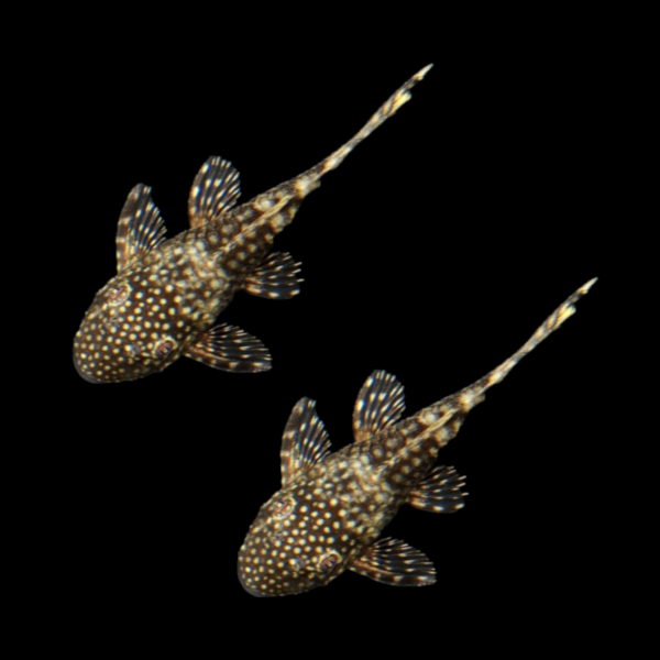 Bushy Nose Pleco Breeding Pair