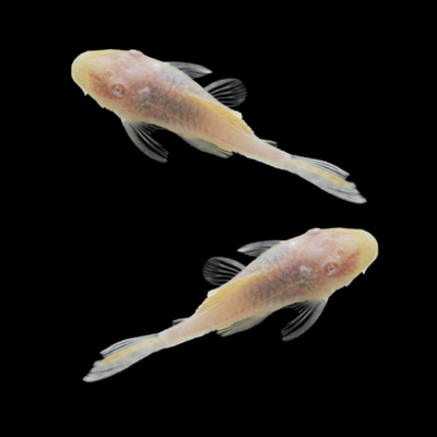 Albino Bushy Nose Pleco Breeding Pair