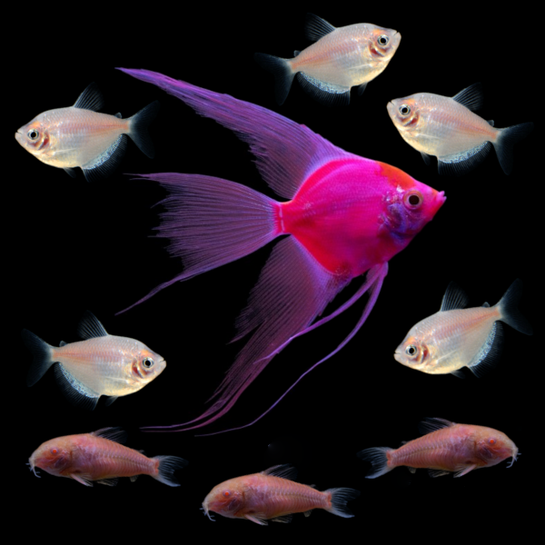 GloFish® Candy Cane Collection (9ct)