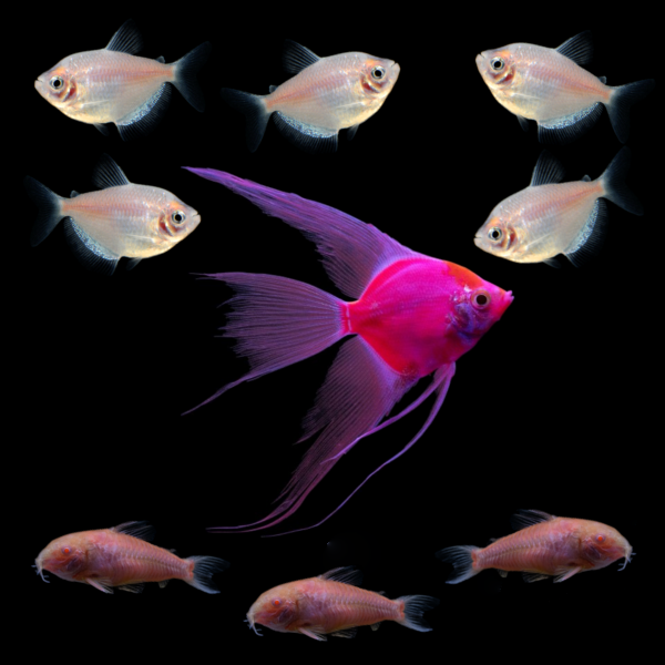 GloFish® Candy Cane Collection (9ct)