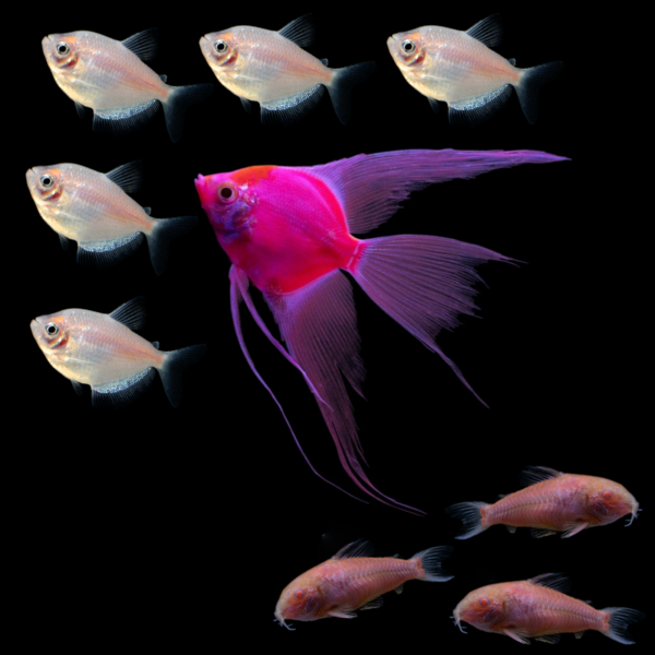 GloFish® Candy Cane Collection (9ct)