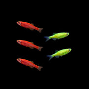 GloFish® Christmas Danio Set (5ct)