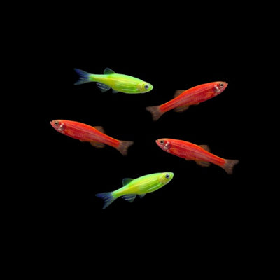 GloFish® Christmas Danio Set (5ct)