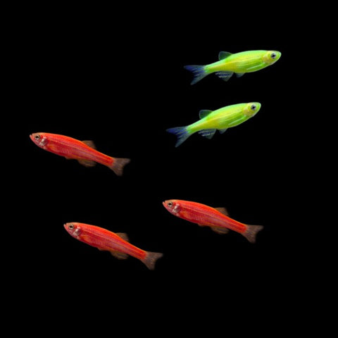 GloFish® Christmas Danio Set (5ct)