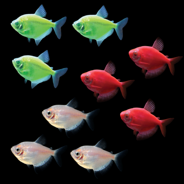 GloFish® Christmas Tetra Set (9ct)