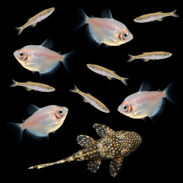Companion Collection (11ct)