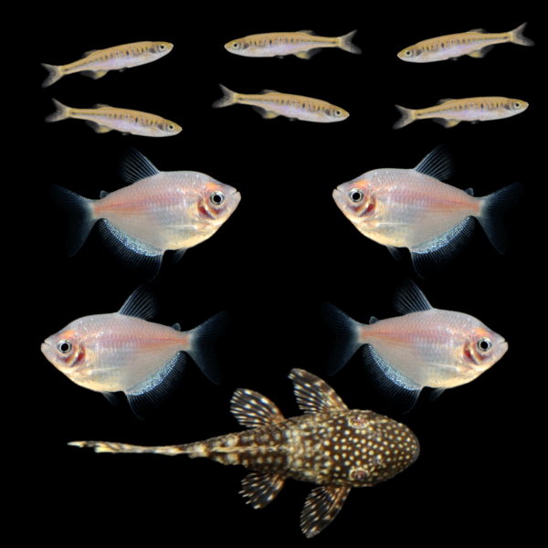 Companion Collection (11ct)