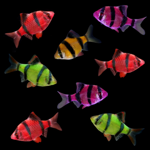 GloFish® Tiger Barb Deluxe Set (8ct)