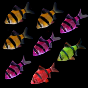 GloFish® Tiger Barb Deluxe Set (8ct)