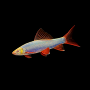 GloFish® Large Rainbow Shark (~3-4")