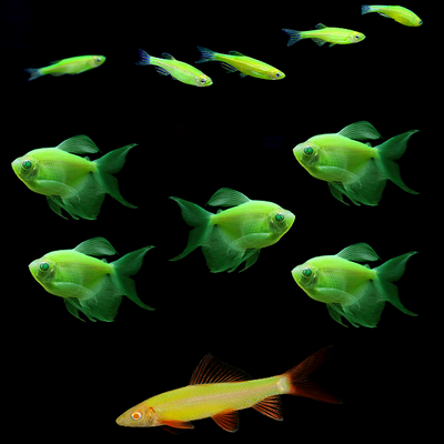 GloFish® Green Serene Danio-LongFin White Skirt Tetra-Shark 11ct Collection