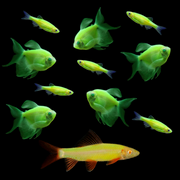 GloFish® Green Serene Set (11ct)