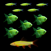 GloFish® Green Serene Set (11ct)