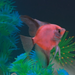 GloFish® Dusk Fin Starfire Red® Angelfish (1 ct)