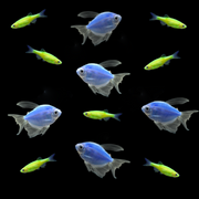 GloFish® Earth Collections (two options) 12ct