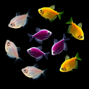 GloFish® Eclipse Tetra Set (9ct)