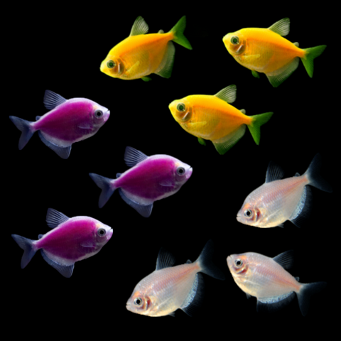 GloFish® Eclipse Tetra Set (9ct)