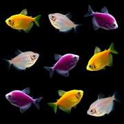 GloFish® Eclipse Tetra Set (9ct)