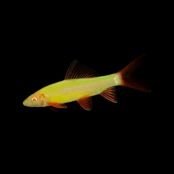 Electric Green® GloFish® Rainbow Shark 