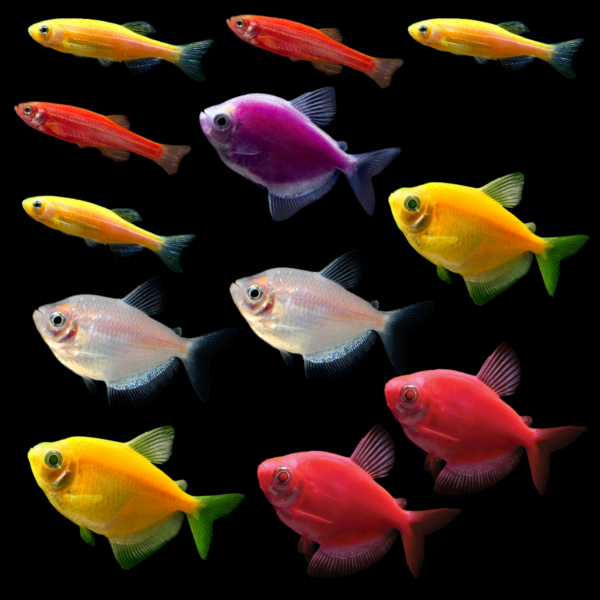 GloFish® Fall Collection (11 ct)