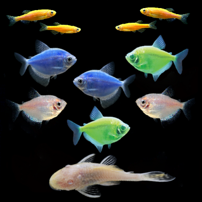 GloFish® Father's Day Set (11ct) Albino