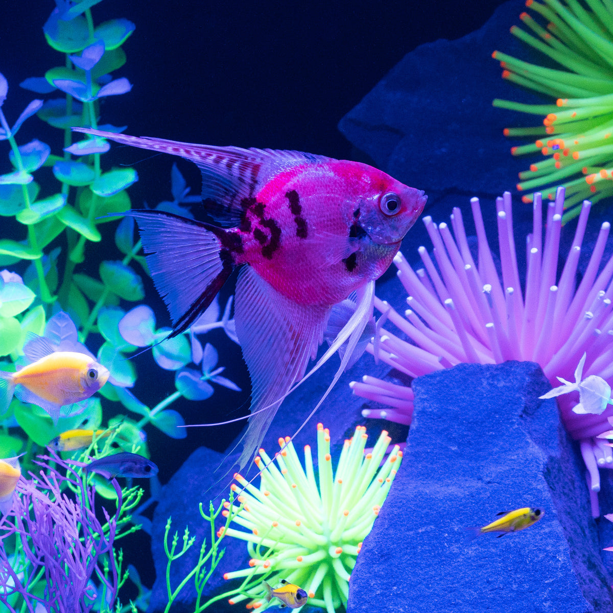 Angle Fish Angelfish For Sale | Buy GloFish® online - GloFish®