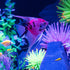 GloFish® Patterned Starfire Red® Angelfish (1 ct)