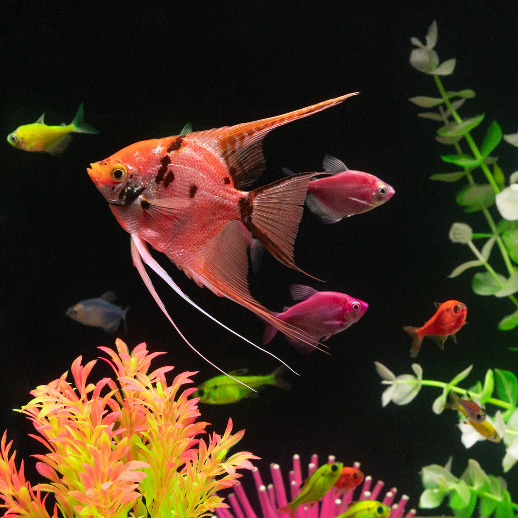Patterned Angelfish Angelfish For Sale | Buy GloFish® online - GloFish®