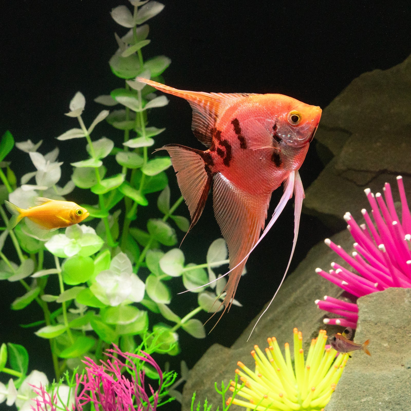 GloFish® Patterned Starfire Red® Angelfish (1 ct)